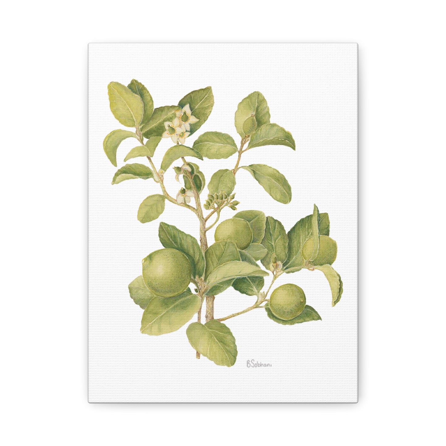 Key Lime Vintage Botanical Wall Art - Citrus Branch Canvas Print