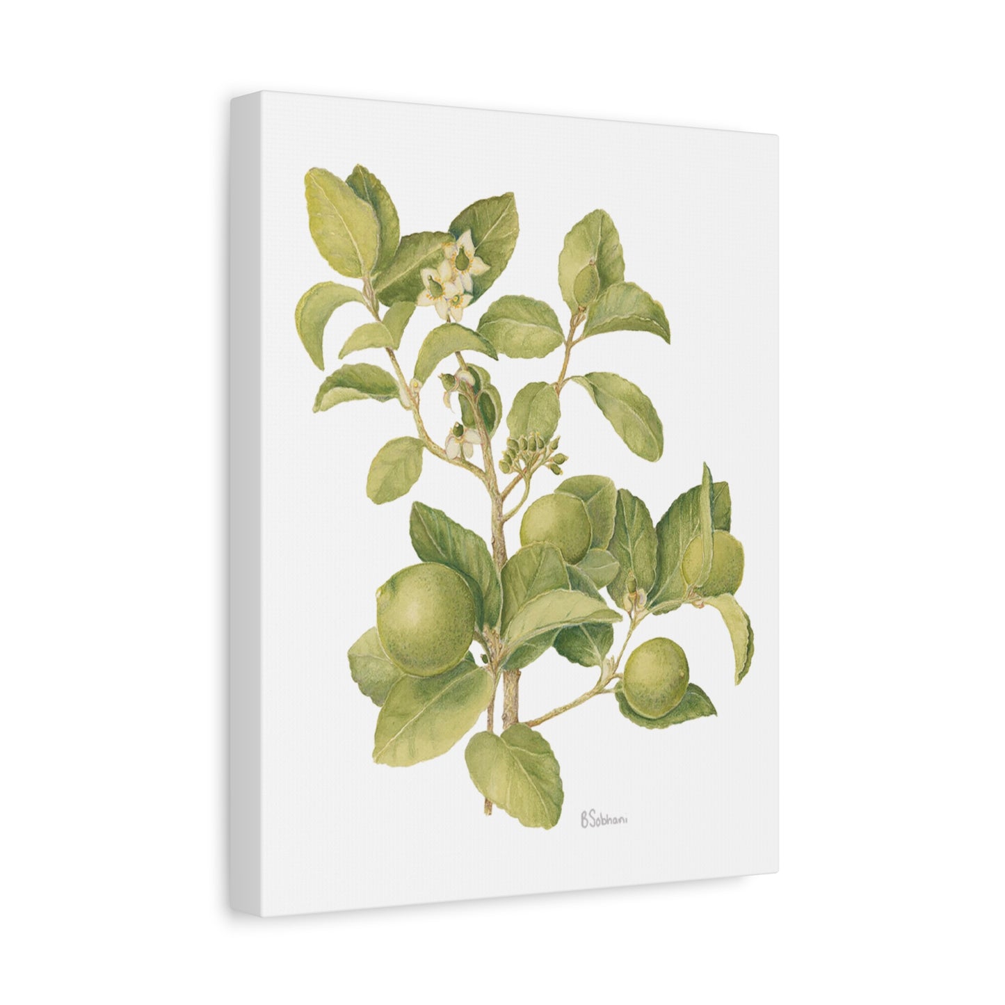 Key Lime Vintage Botanical Wall Art - Citrus Branch Canvas Print