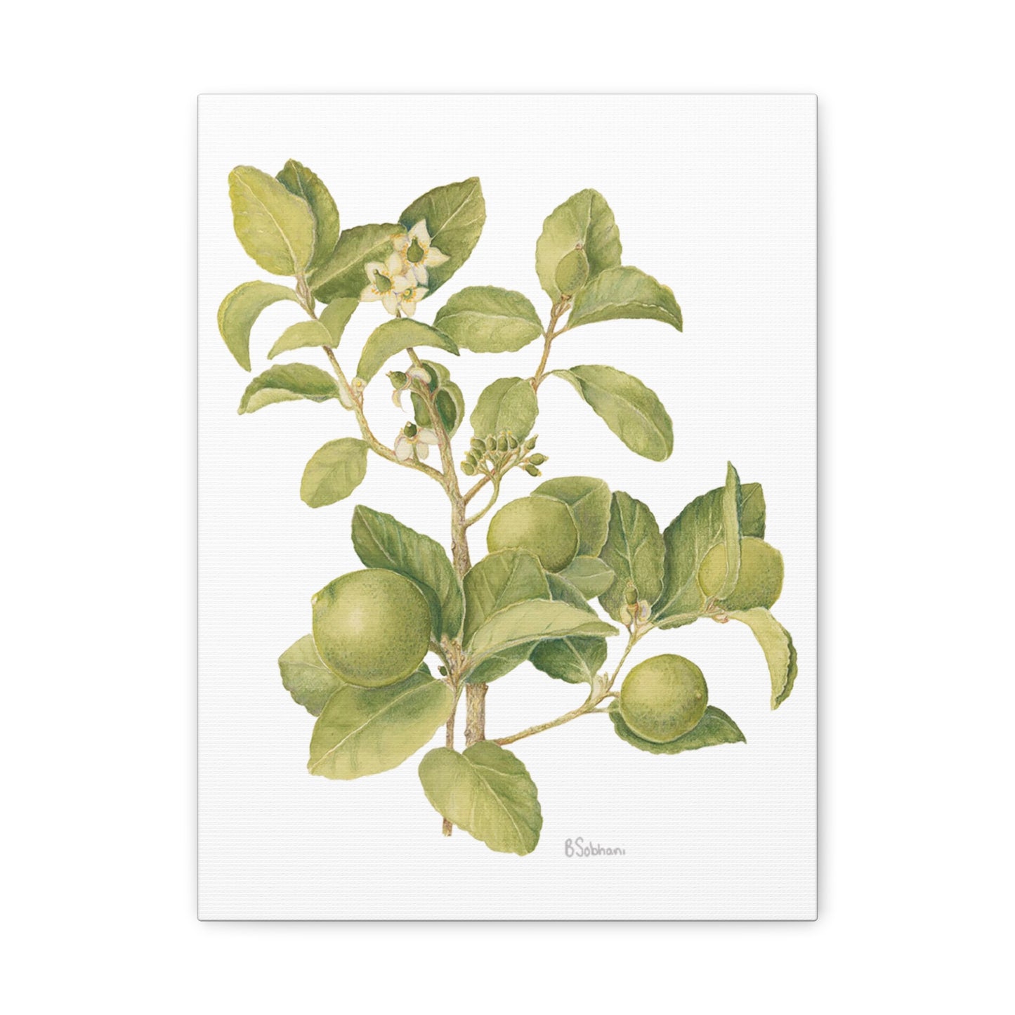 Key Lime Vintage Botanical Wall Art - Citrus Branch Canvas Print