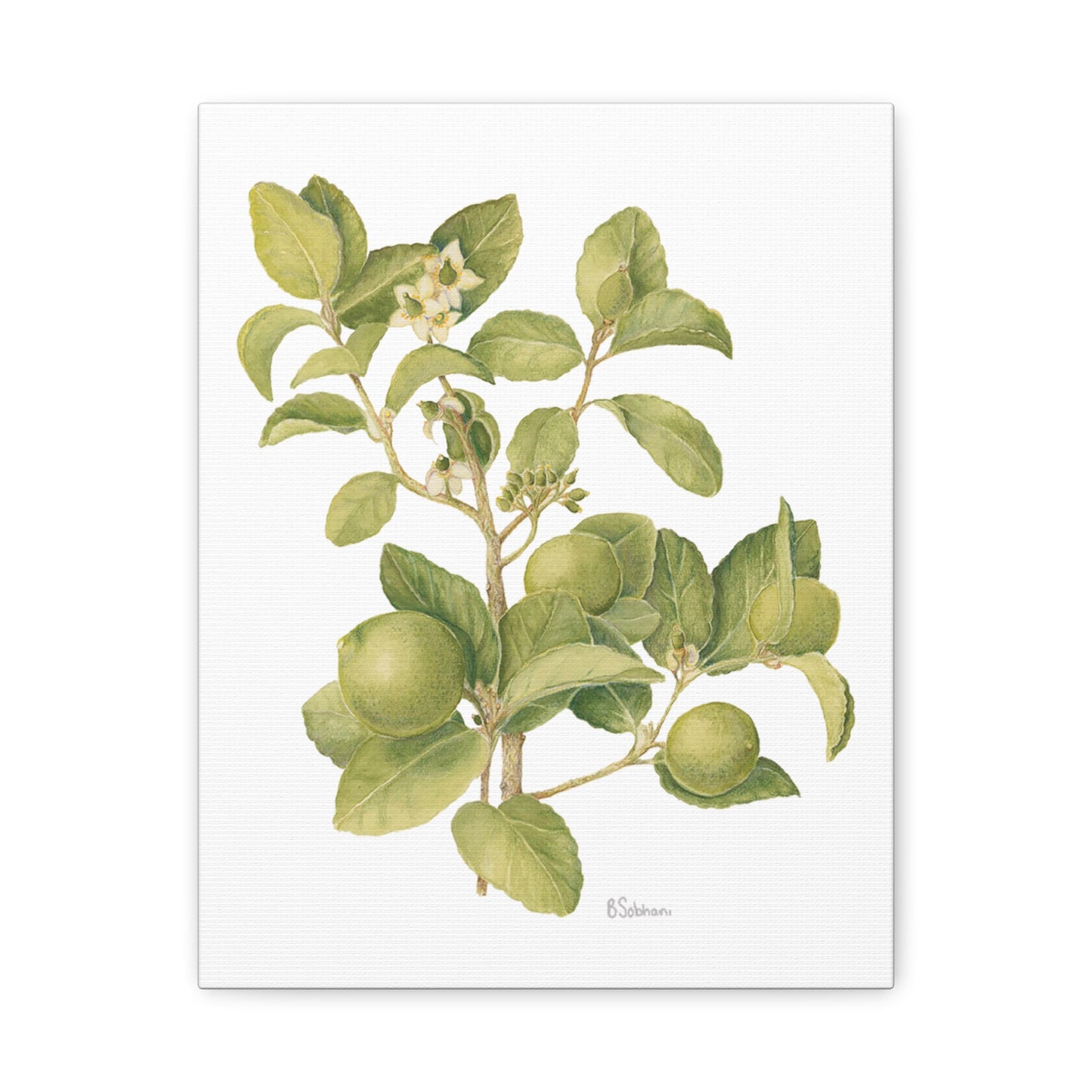 Key Lime Vintage Botanical Wall Art - Citrus Branch Canvas Print