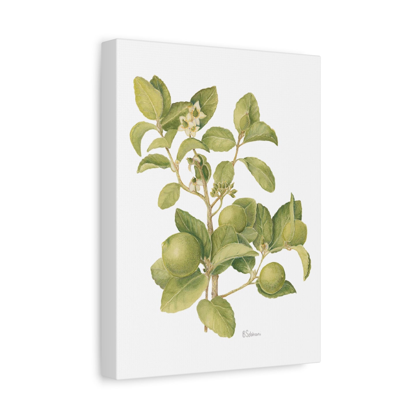 Key Lime Vintage Botanical Wall Art - Citrus Branch Canvas Print