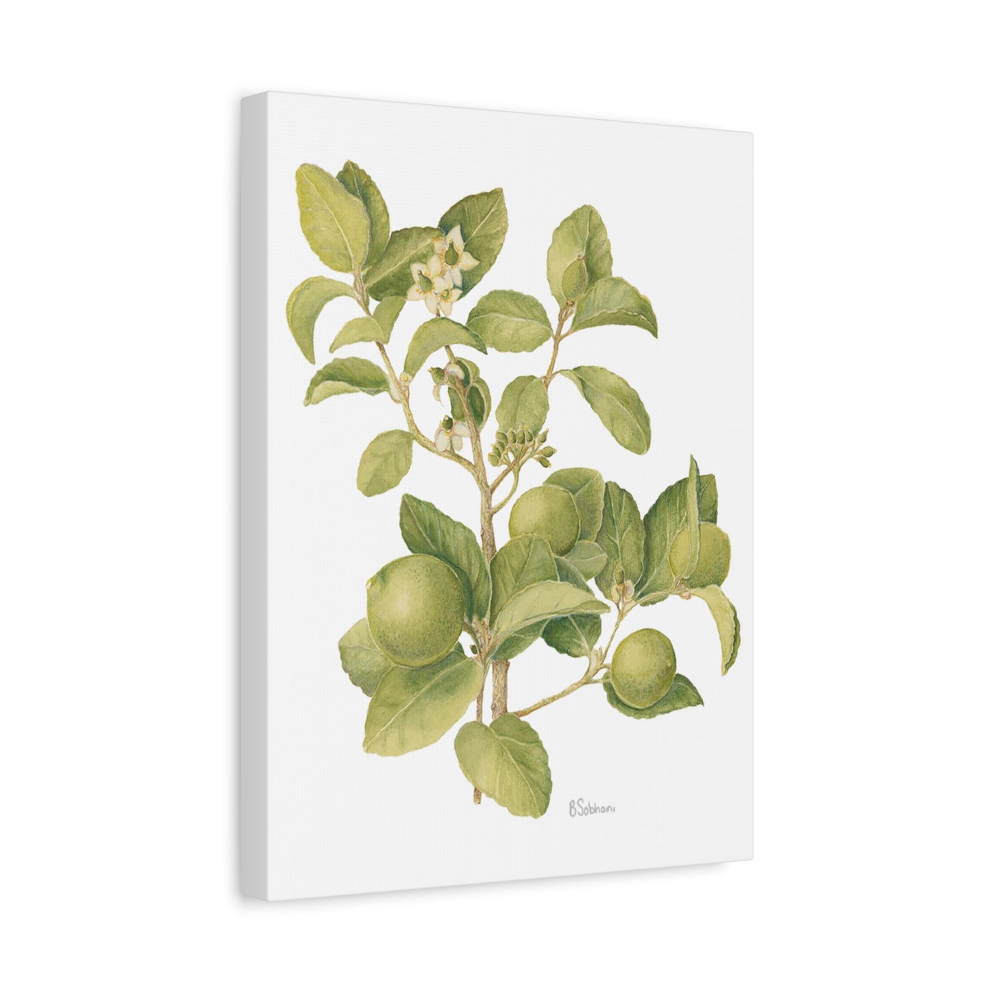 Key Lime Vintage Botanical Wall Art - Citrus Branch Canvas Print